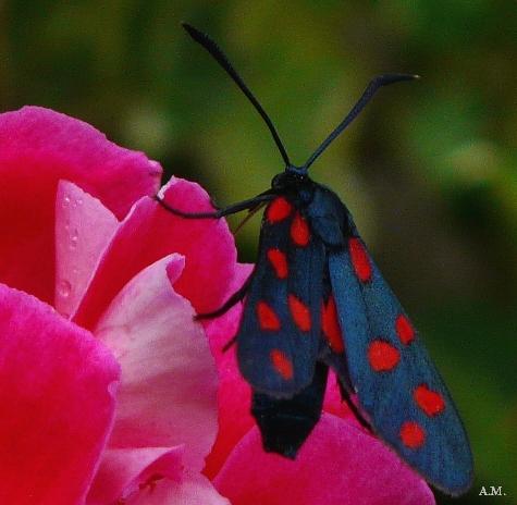 Zygaena filipendulae